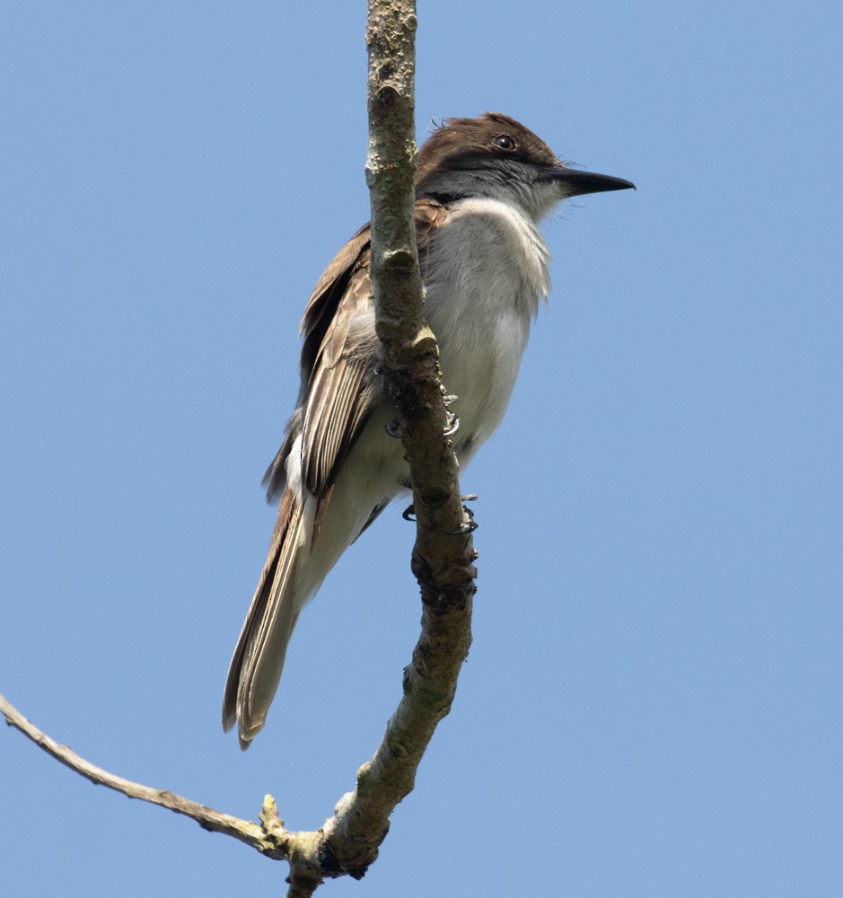 Loggerhead Kingbird (Puerto Rico) - Lindy Fung