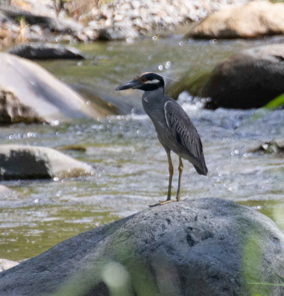 Yellow-crowned Night Heron - Lindy Fung
