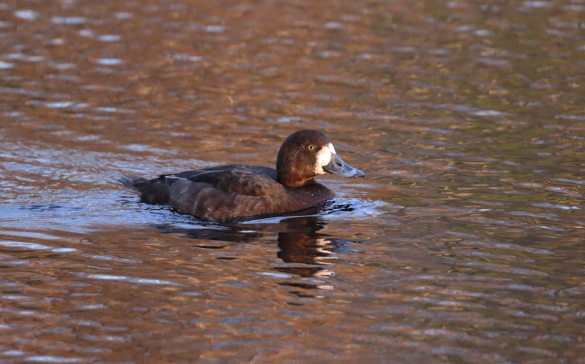Greater Scaup - ML617455801