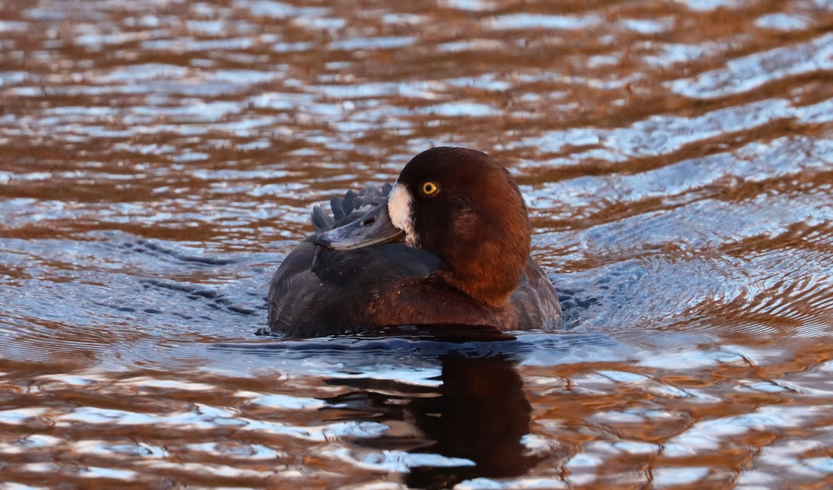 Greater Scaup - ML617455822
