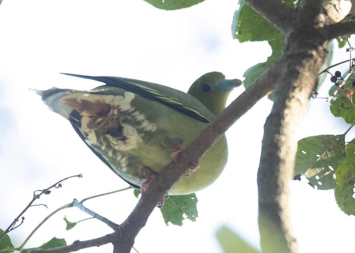 Pin-tailed Green-Pigeon - ML617455823