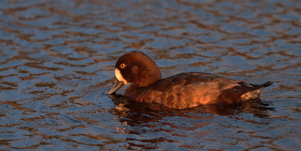 Greater Scaup - ML617455836