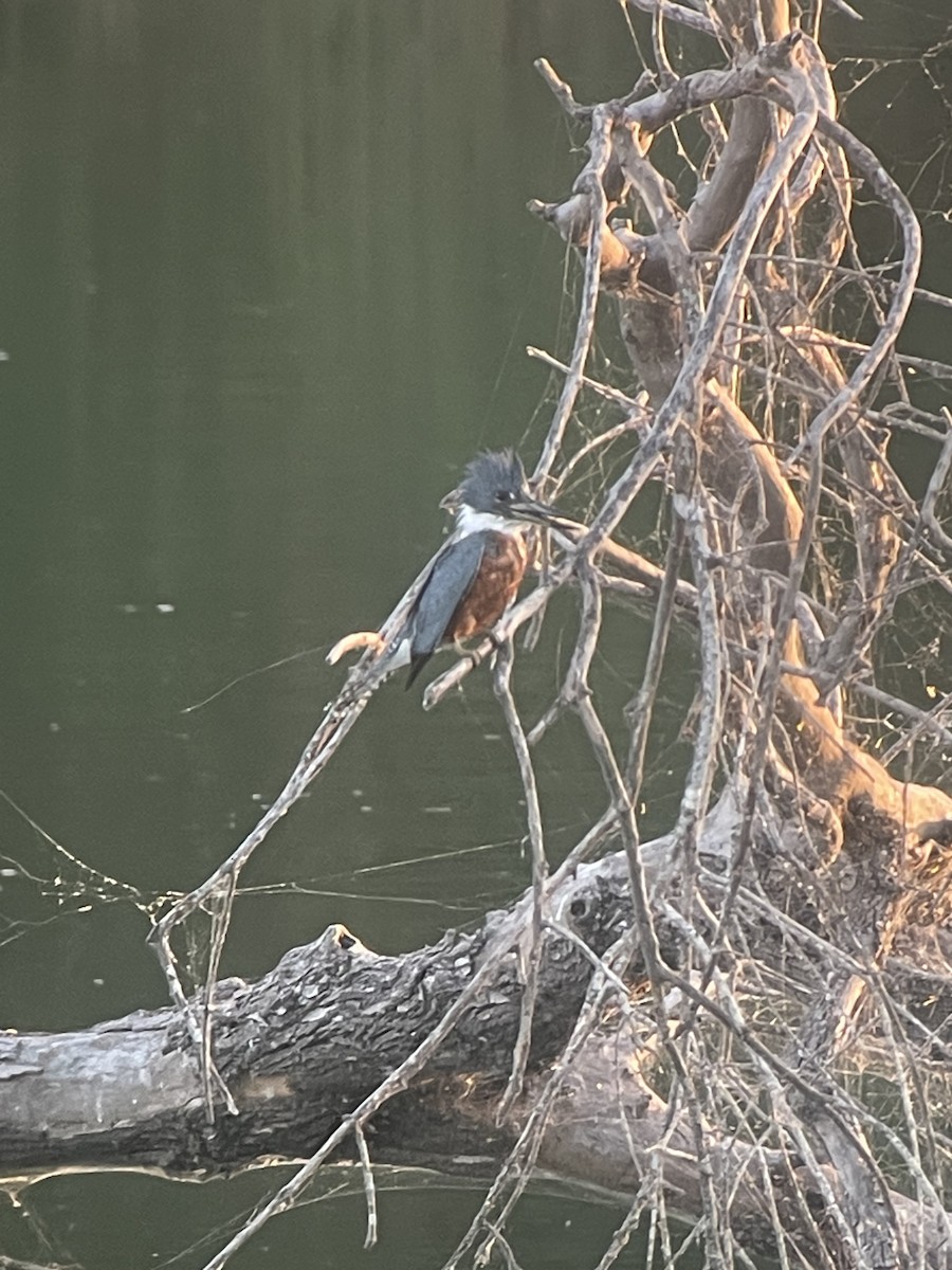 Ringed Kingfisher - Larry Maurin