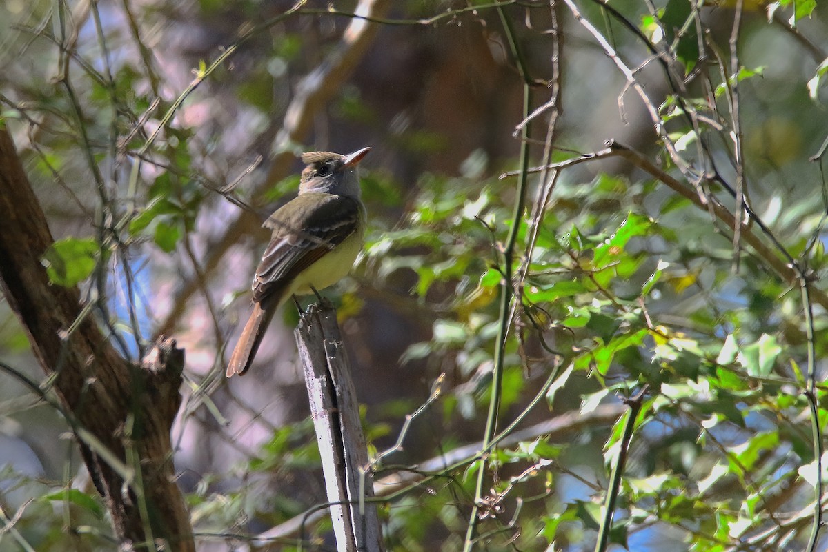 Great Crested Flycatcher - ML617455840
