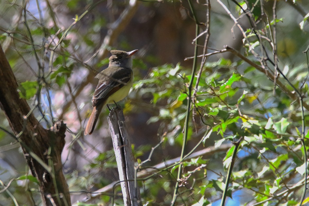 Great Crested Flycatcher - ML617455841
