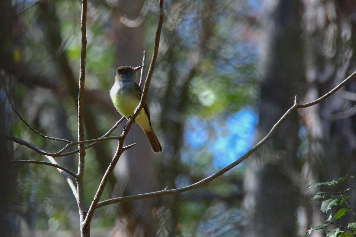 Great Crested Flycatcher - ML617455844