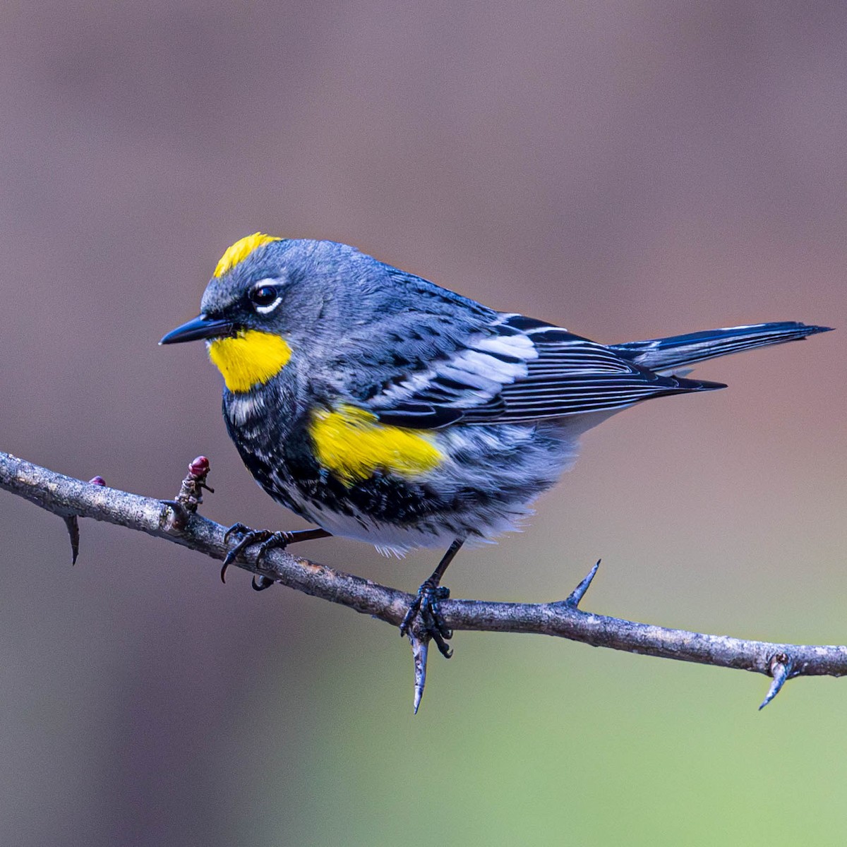 Yellow-rumped Warbler - Ken Tweedt