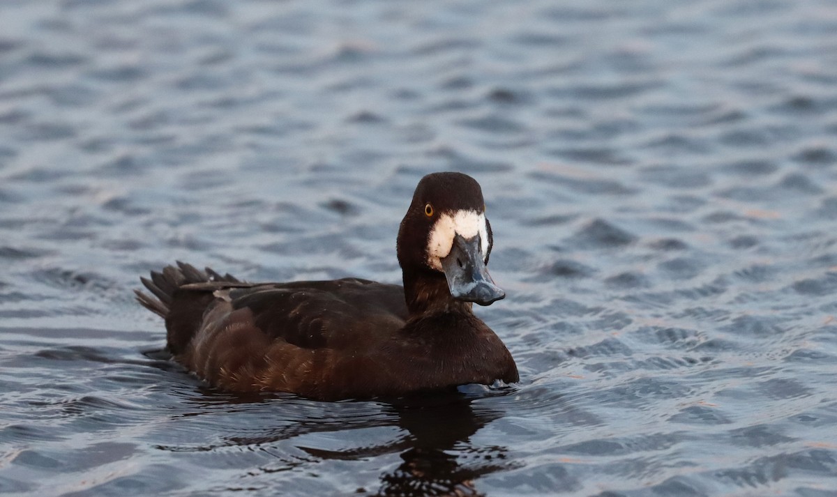 Greater Scaup - ML617455868