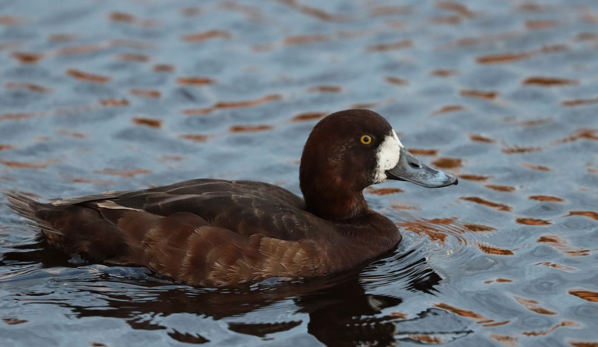 Greater Scaup - ML617455883