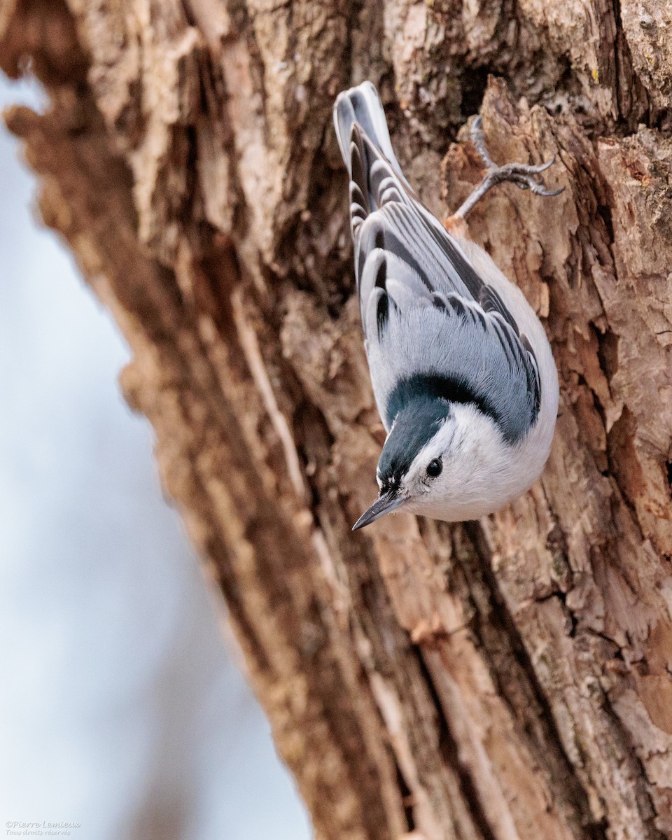 White-breasted Nuthatch - Pierre Lemieux