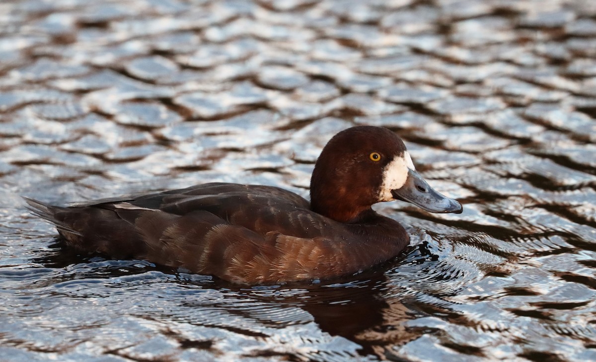 Greater Scaup - ML617455906