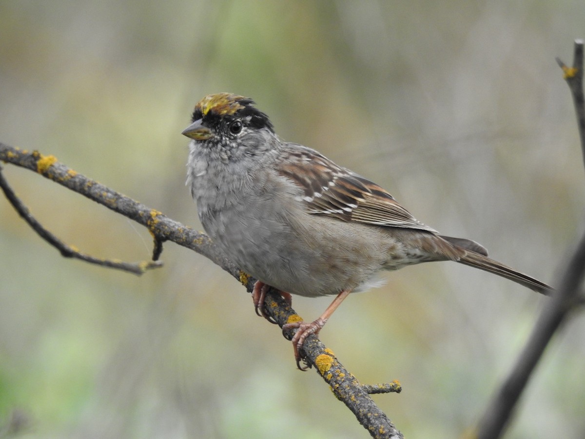 Golden-crowned Sparrow - ML617455938
