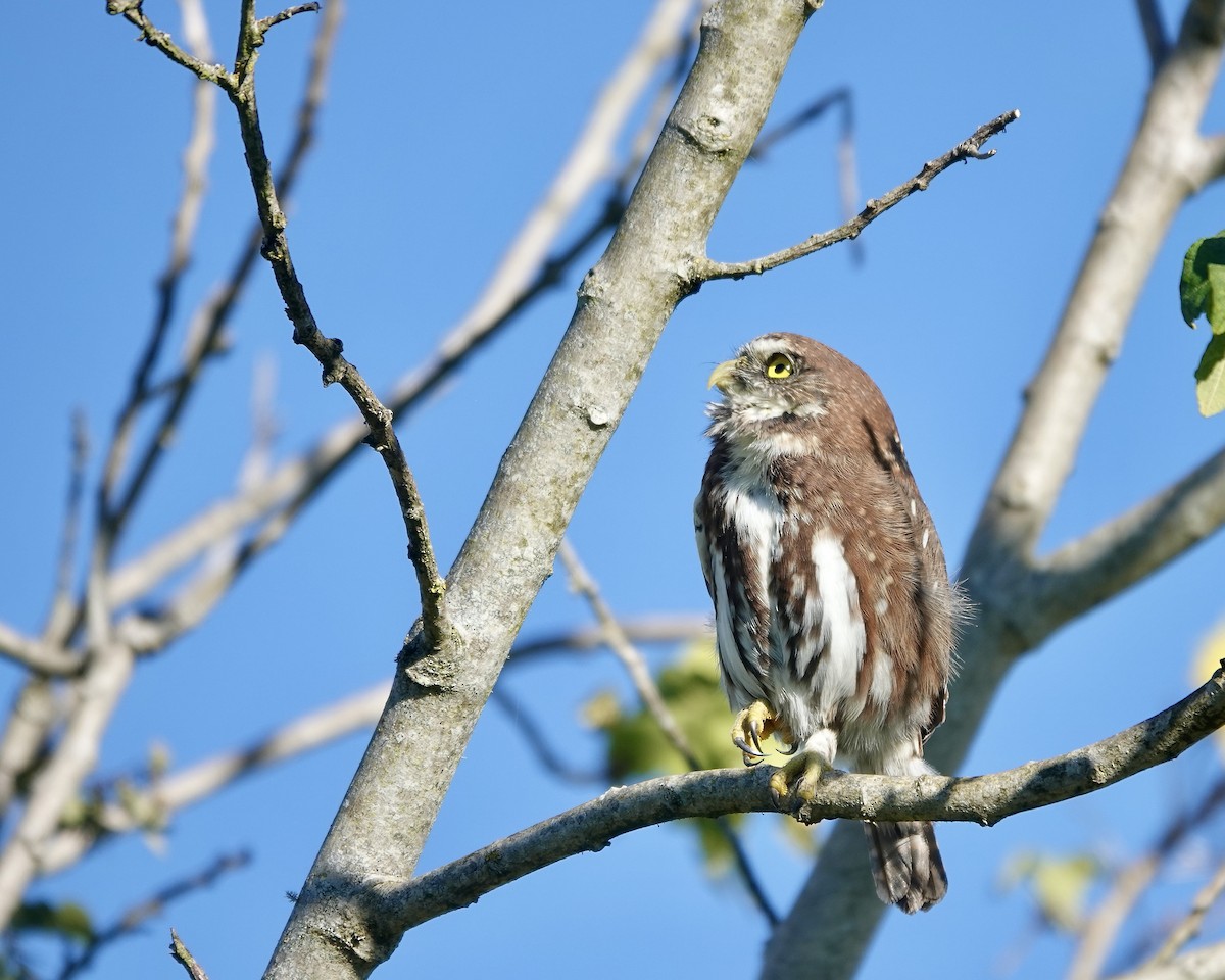 Austral Pygmy-Owl - ML617455944