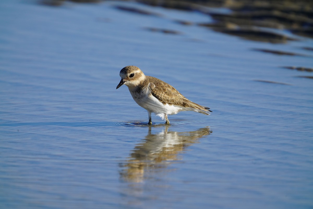 Double-banded Plover - ML617456081