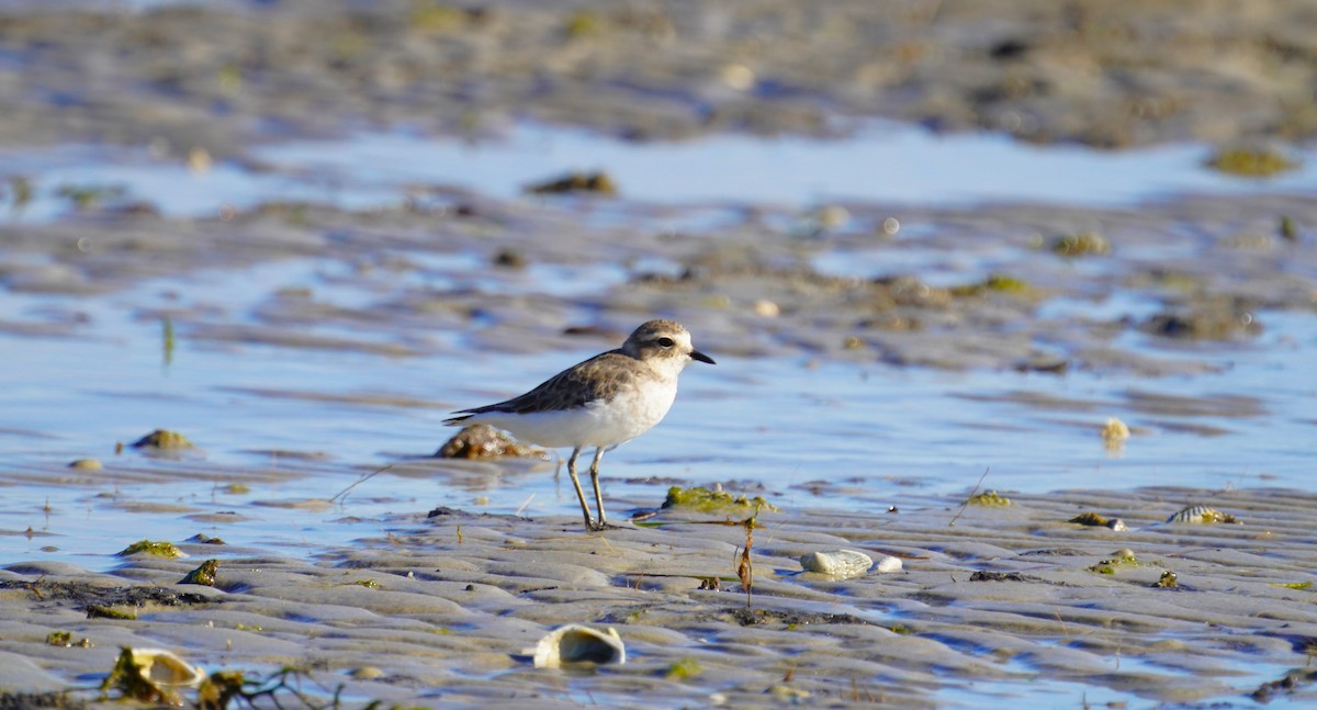 Double-banded Plover - ML617456083