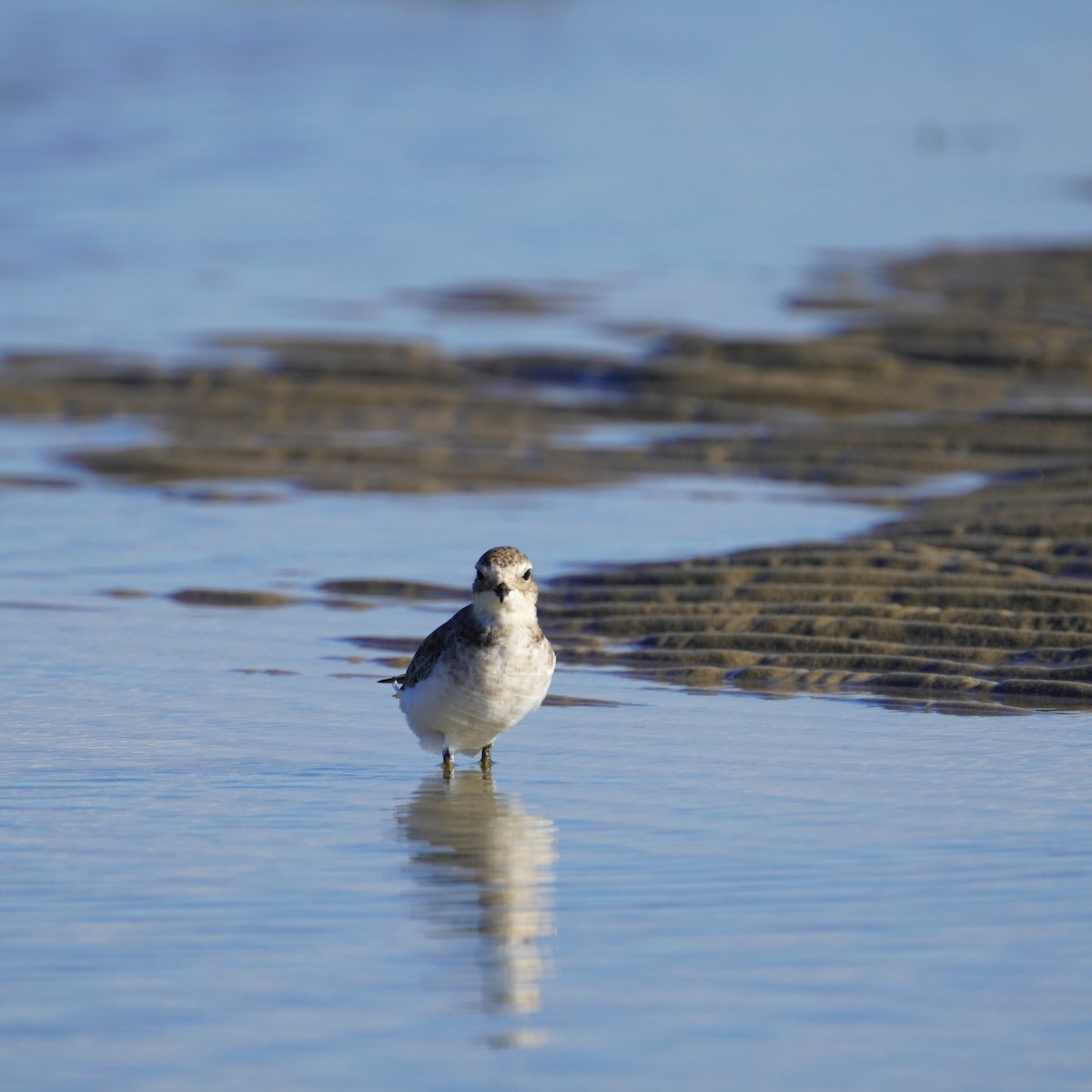 Double-banded Plover - ML617456084