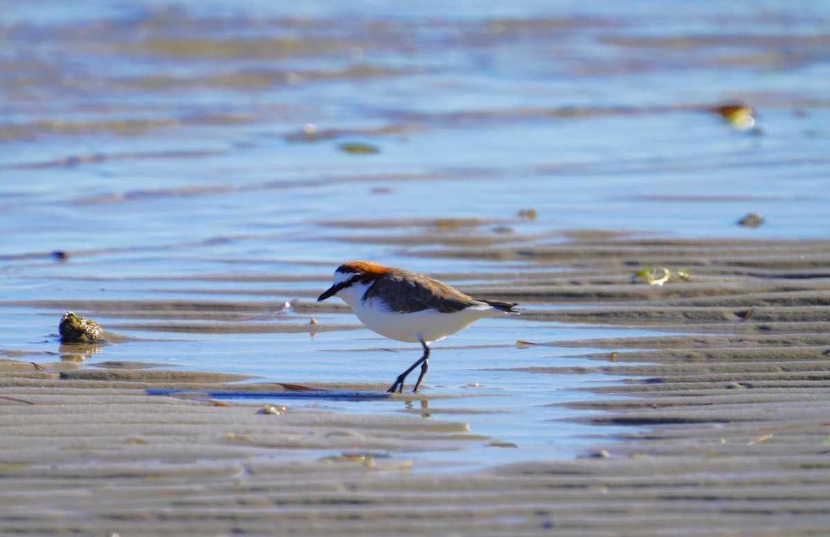Red-capped Plover - ML617456104