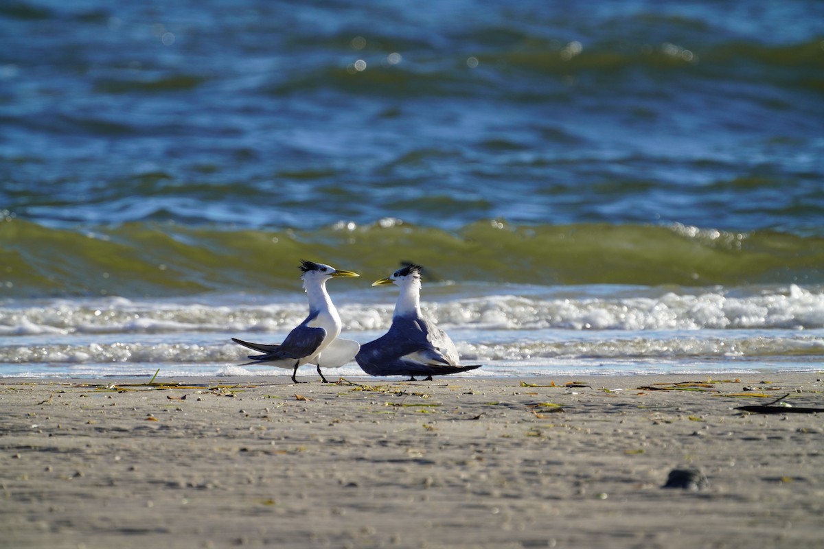 Great Crested Tern - ML617456162