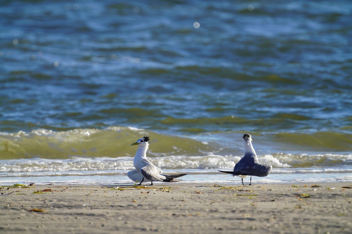 Great Crested Tern - ML617456164