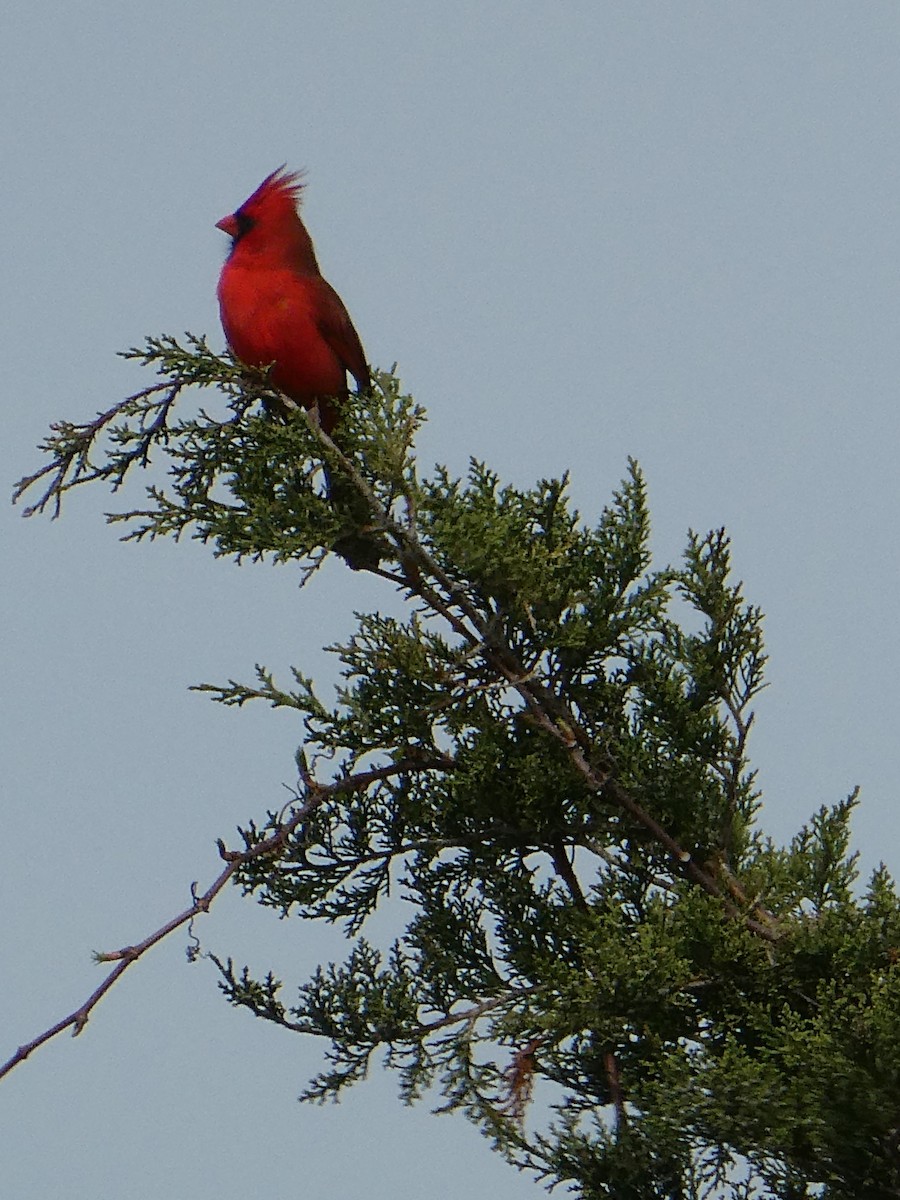 rødkardinal (cardinalis gr.) - ML617456265