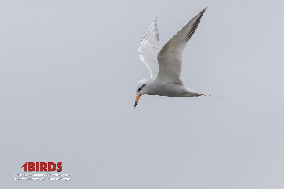 Snowy-crowned Tern - ML617456298