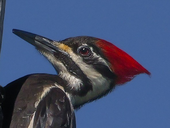 Pileated Woodpecker - ML617456400