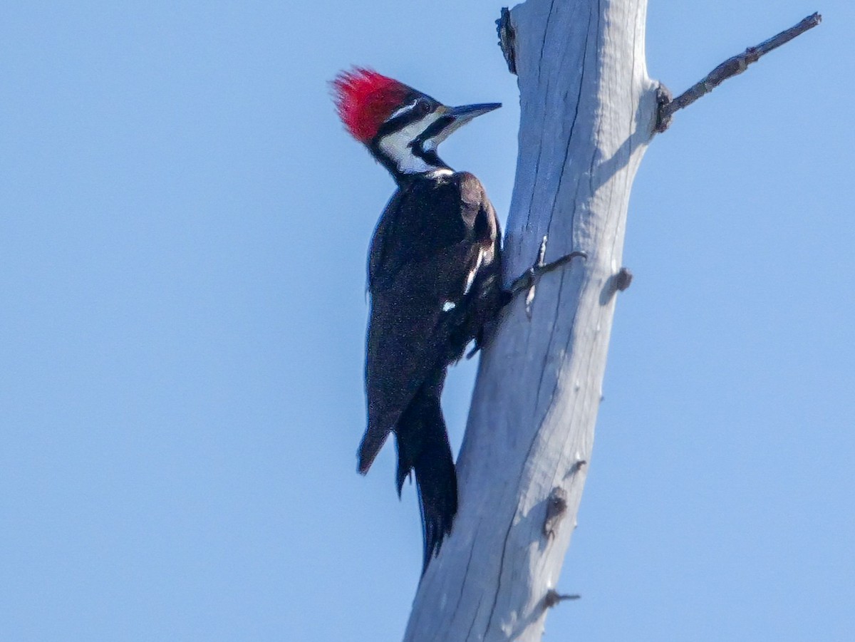 Pileated Woodpecker - ML617456401