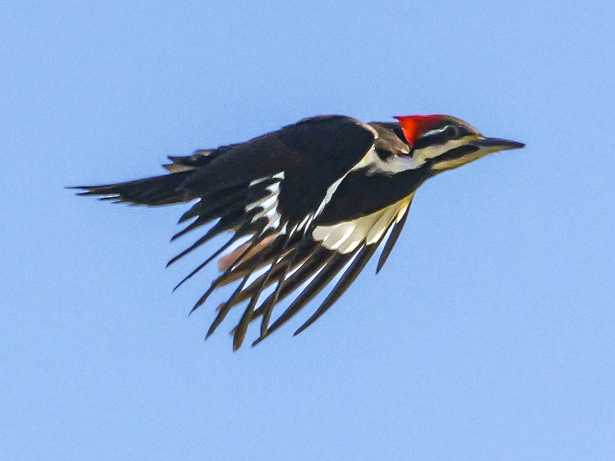 Pileated Woodpecker - ML617456402