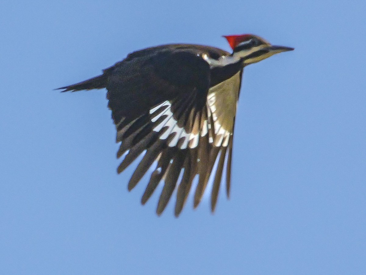 Pileated Woodpecker - ML617456403