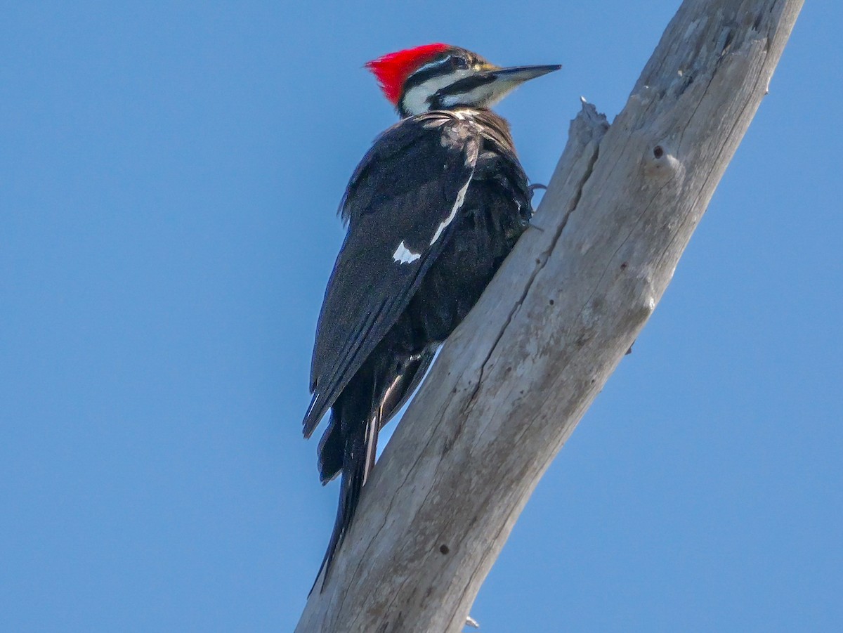 Pileated Woodpecker - ML617456404