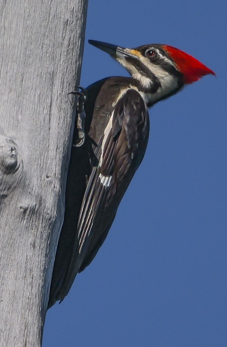 Pileated Woodpecker - ML617456405