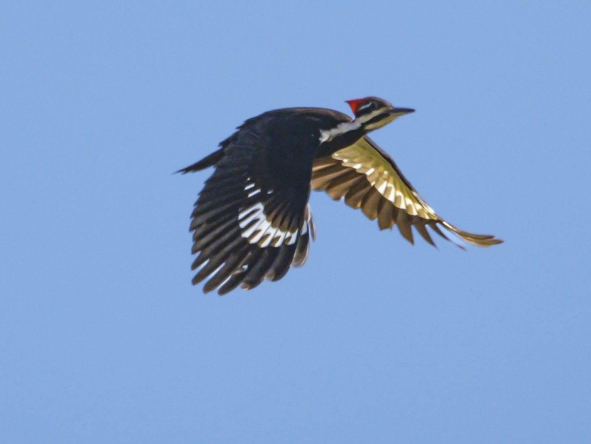 Pileated Woodpecker - ML617456406