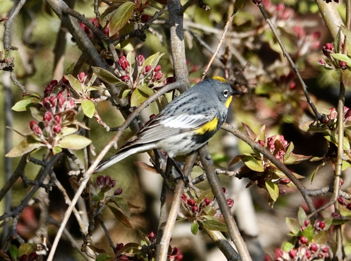 Yellow-rumped Warbler (Audubon's) - ML617456413