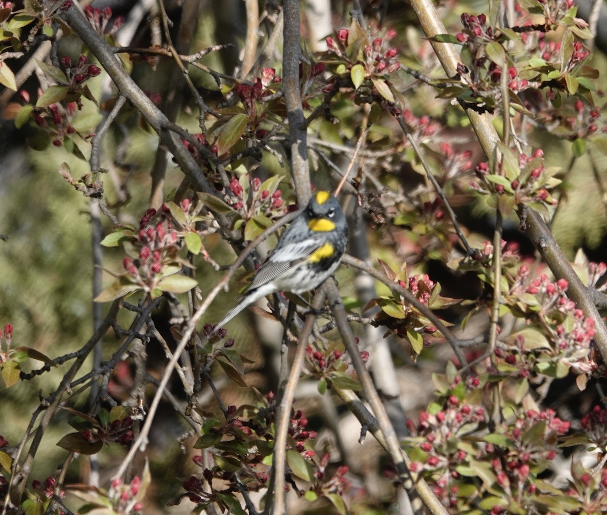 Yellow-rumped Warbler (Audubon's) - ML617456414