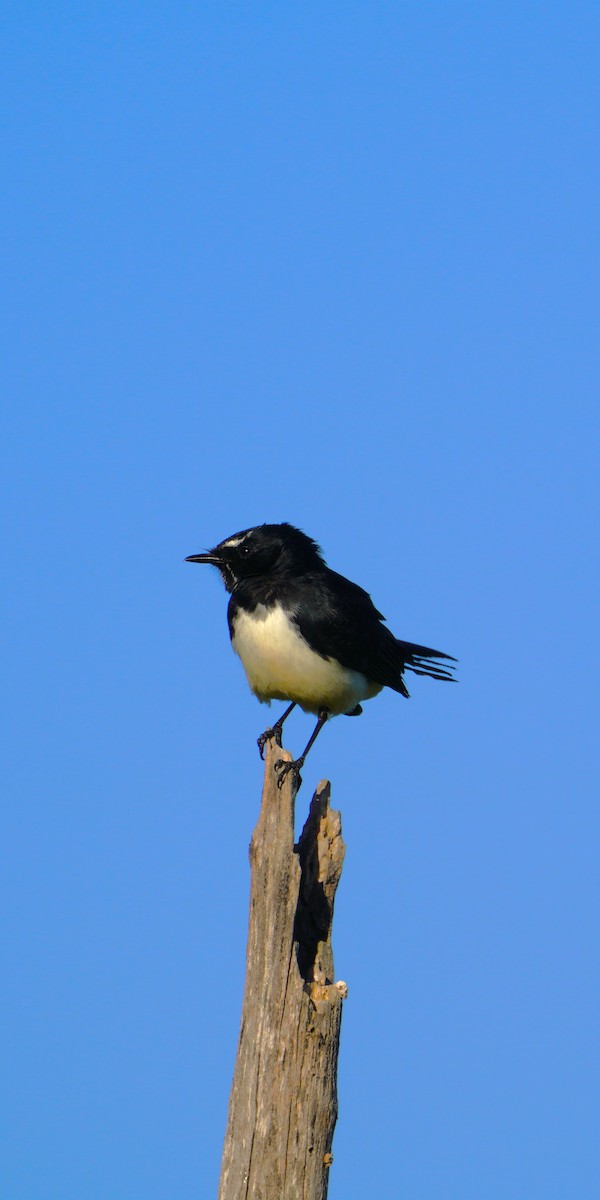 Willie-wagtail - ML617456421