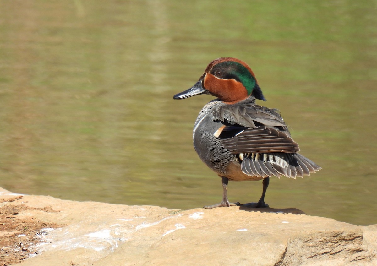 Green-winged Teal - ML617456431