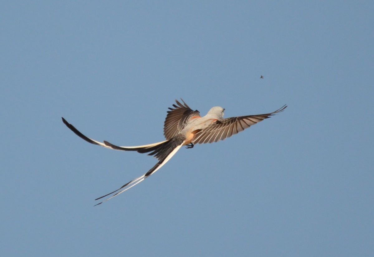 Scissor-tailed Flycatcher - ML617456560