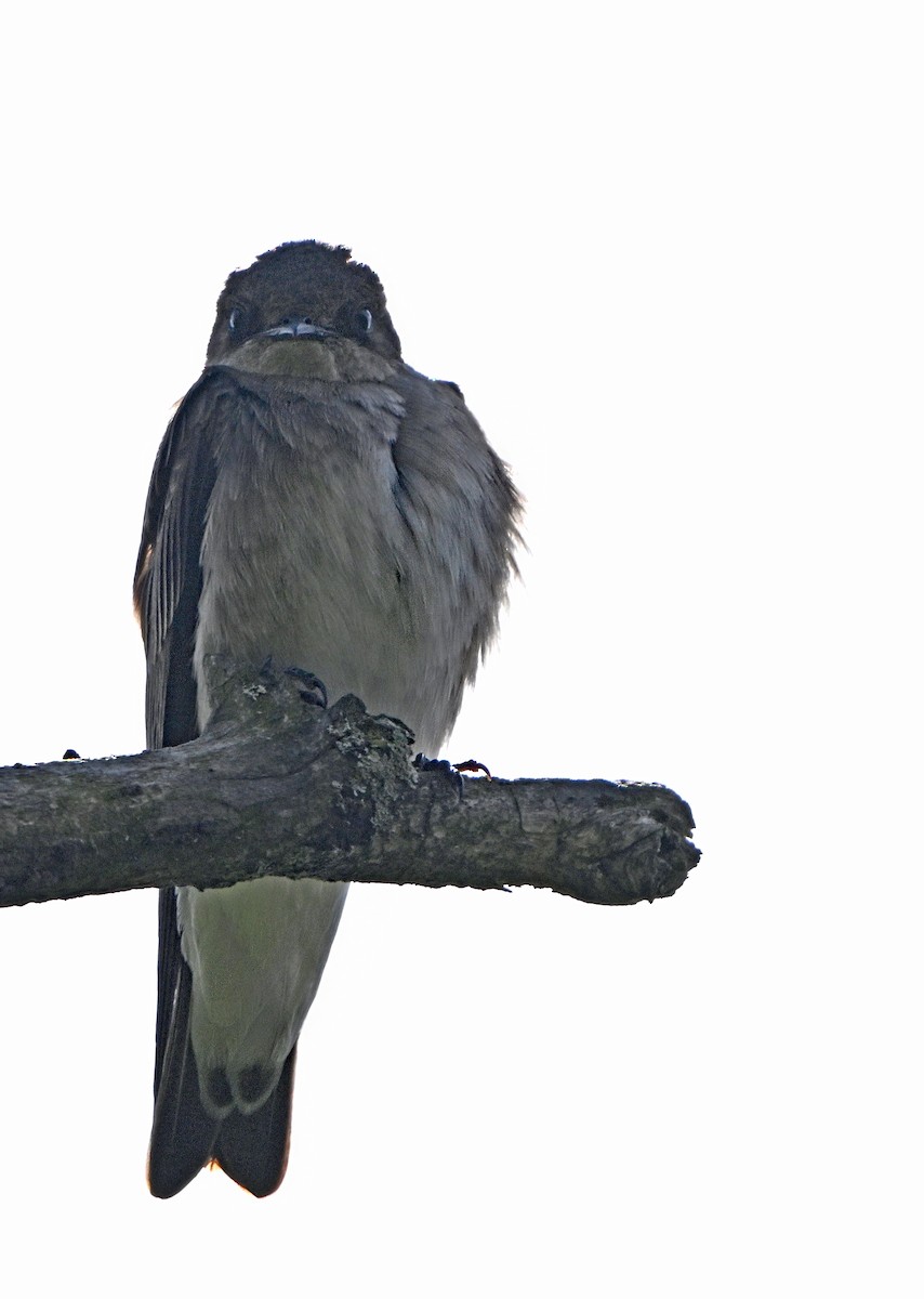 Northern Rough-winged Swallow - ML617456628