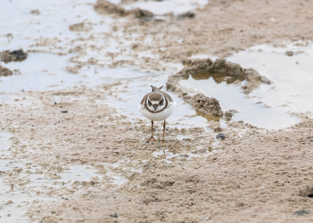 Semipalmated Plover - ML617456708