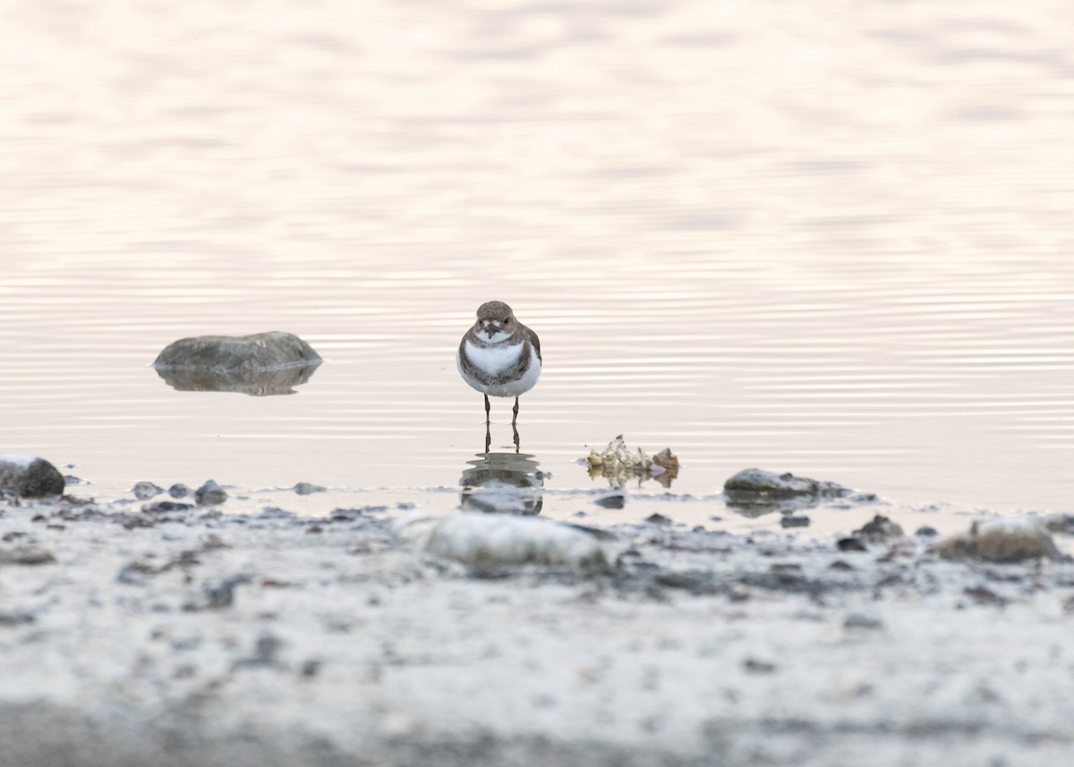Two-banded Plover - ML617456712