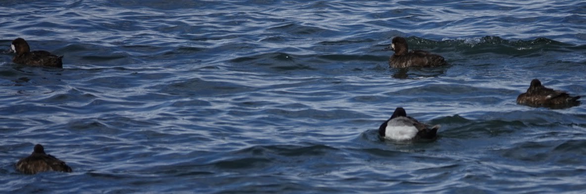 Greater/Lesser Scaup - ML617456800