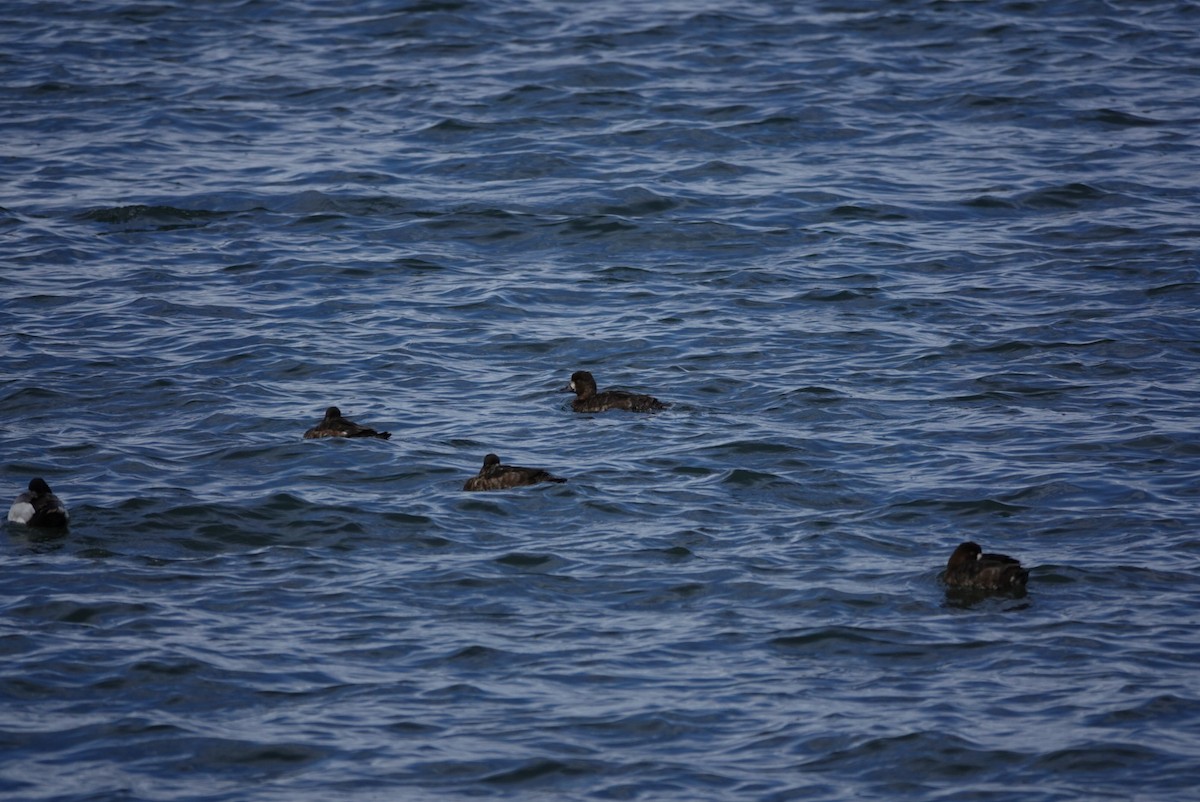 Greater/Lesser Scaup - ML617456801