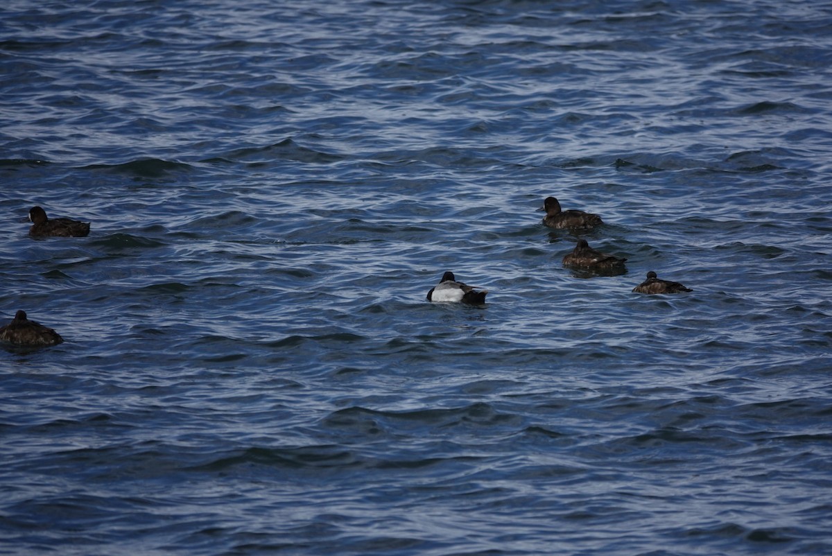 Greater/Lesser Scaup - Cathy Yungbluth