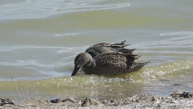 Blue-winged Teal - ML617456912