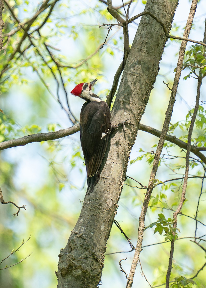 Pileated Woodpecker - ML617456934
