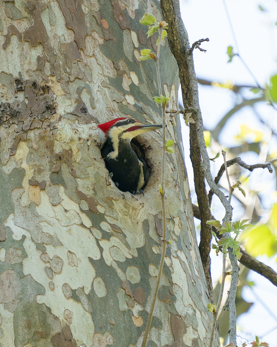Pileated Woodpecker - ML617456935