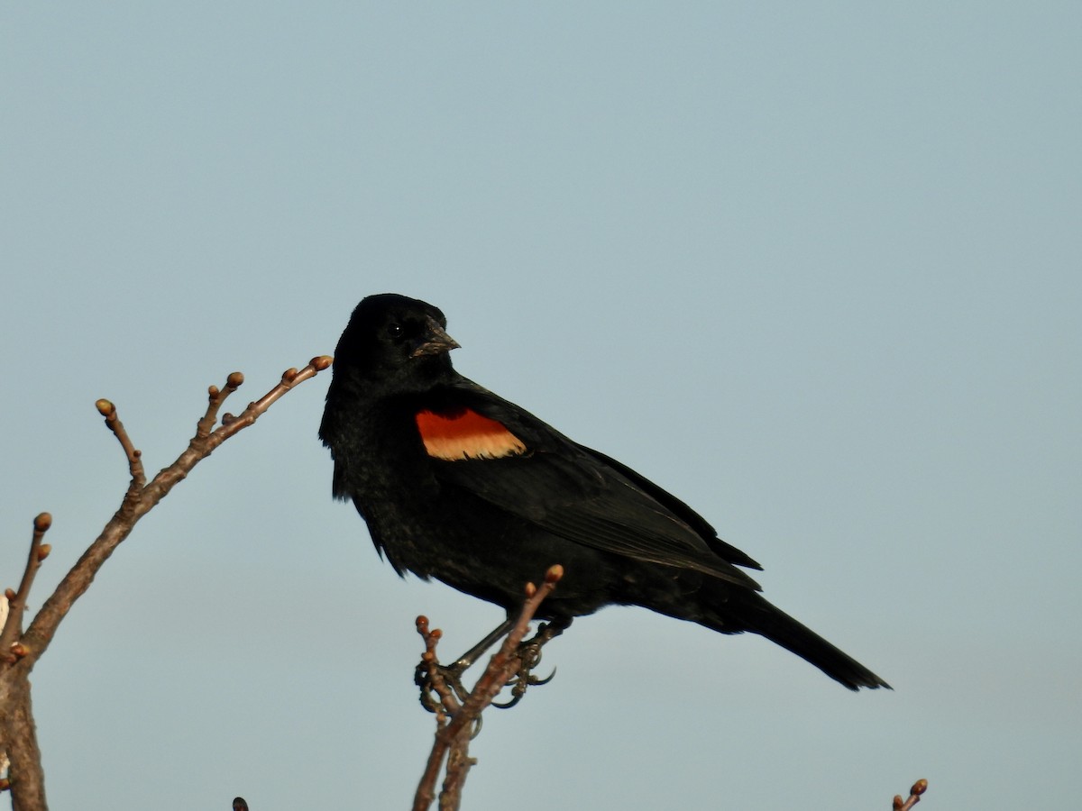 Red-winged Blackbird - ML617457008