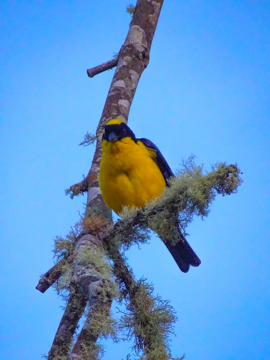 Blue-winged Mountain Tanager - ML617457128