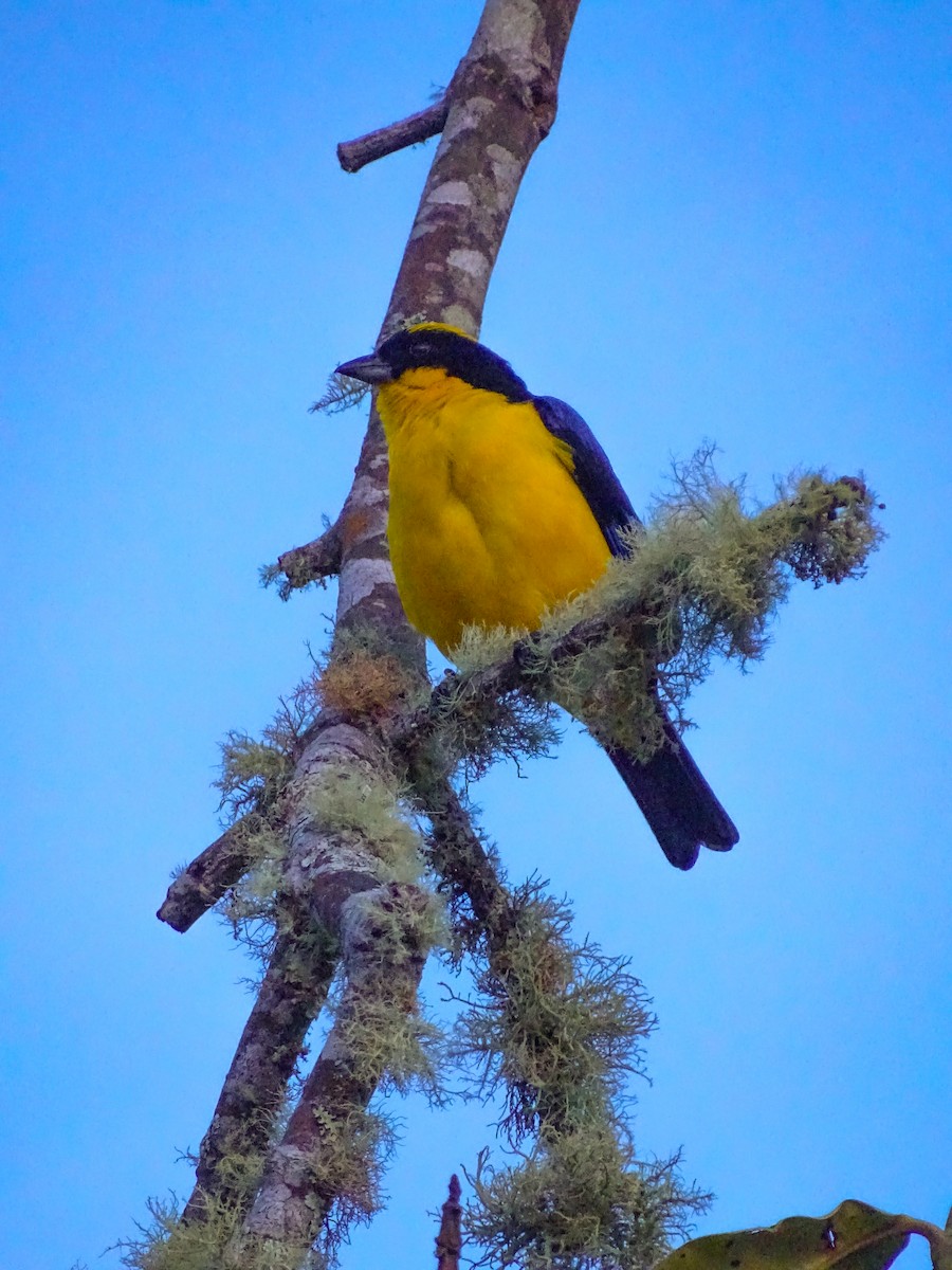 Blue-winged Mountain Tanager - ML617457129