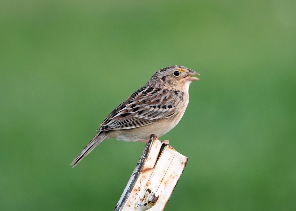 Grasshopper Sparrow - N. Wade Snyder